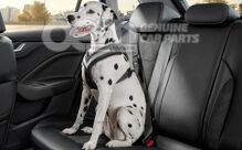 Kutyavédő öv 000019409C